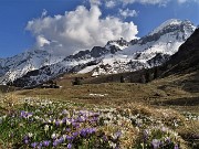 72 Il bianco delle nuvole, della neve , dei crocus bianchi e violetti..